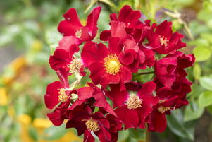 BIENENWEIDE ROT