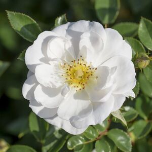 BIENENWEIDE WEISS
