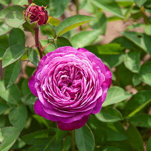 HEIDI KLUM ROSE