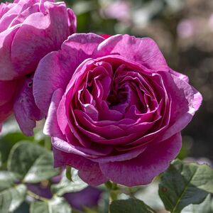 KAFFEE FASSETT ROSE