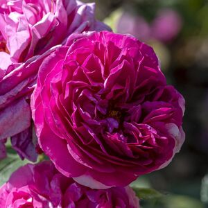 KAFFEE FASSETT ROSE
