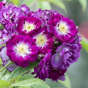 PERENNIAL BLUE