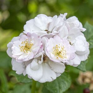 PERENNIAL BLUSH