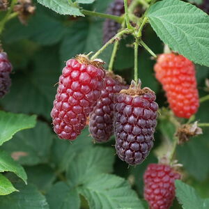 Rubus 'Tayberry'