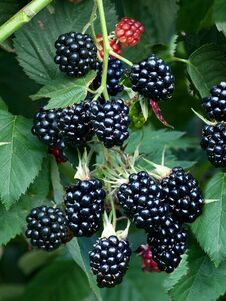 Rubus fruticosus 'Chester Thornless'