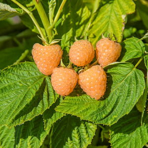 Rubus idaeus 'Autumn Amber'
