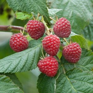 Rubus idaeus 'Glen Ample'