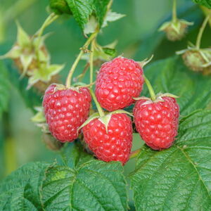 Rubus idaeus 'Himbo Top'