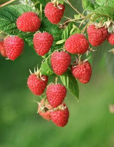 Rubus idaeus 'Malling Promise'
