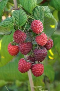 Rubus idaeus 'Pokusa'