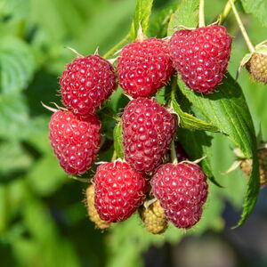 Rubus idaeus 'Polka'