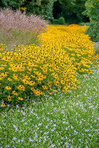 Rudbeckia fulgida 'Goldsturm'