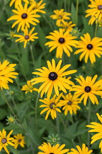 Rudbeckia fulgida var. deamii