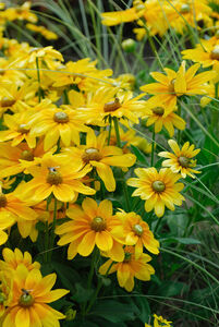 Rudbeckia hirta 'Prarie Sun'