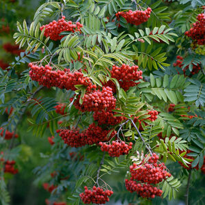 Sorbus aucuparia 'Rosina'