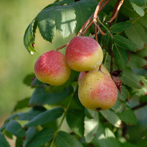 Sorbus domestica