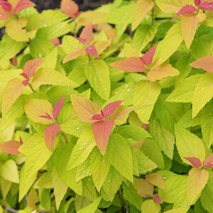 Spiraea japonica DOUBLE PLAY Big Bang