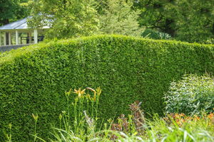 Thuja occidentalis 'Brabant'