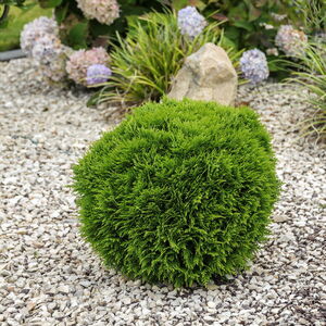 Thuja occidentalis 'Danica'