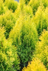 Thuja occidentalis GOLDEN SMARAGD