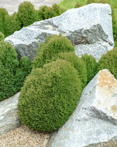 Thuja occidentalis 'Teddy'