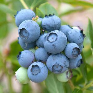 Vaccinium corymbosum 'Brigitta'