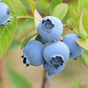 Vaccinium corymbosum 'Hardyblue'