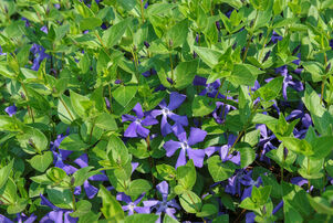 Vinca major