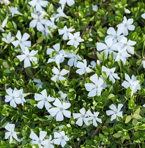 Vinca minor 'Alba'