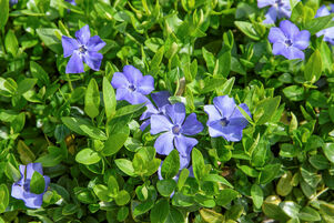 Vinca minor 'Marie'