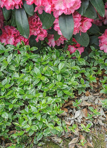 Vinca minor 'Ralph Shugert'