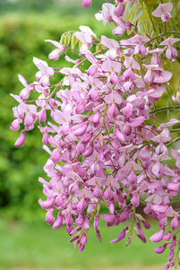Wisteria floribunda 'Rosea'