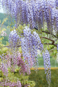 Wisteria floribunda 'Macrobotrys'