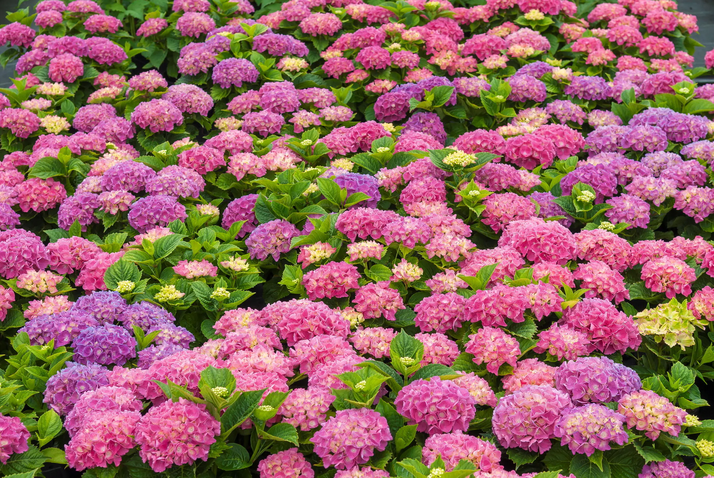 Mit Sämann fängt Ihr Garten an!