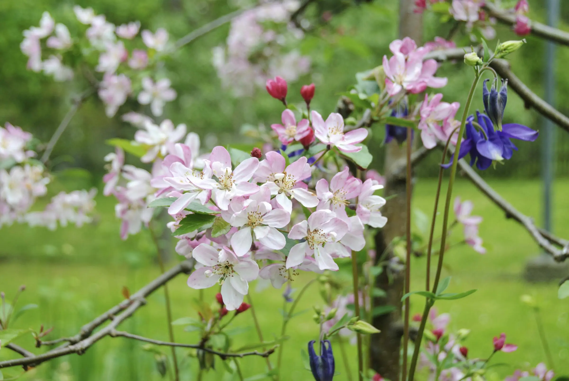 Obstgehölze