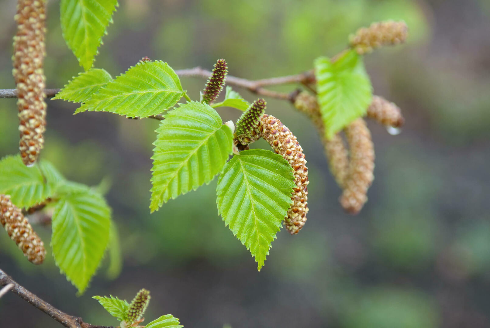Betula utilis 'Doorenbos'