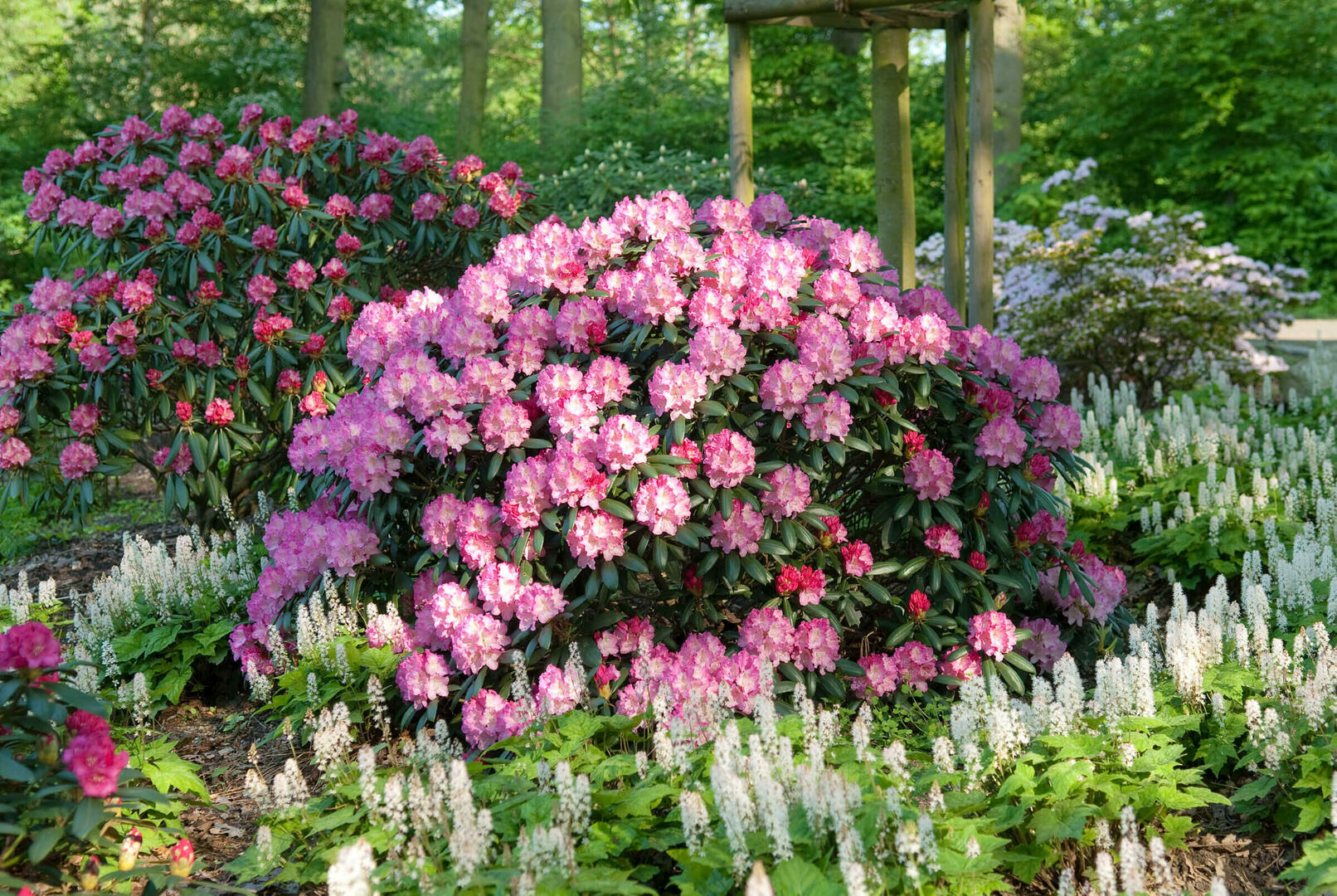 Kalinka - Rhododendron